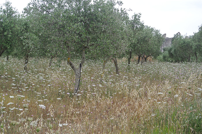 Masseria La Spinetta