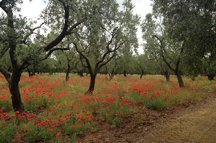 Masseria La Spinetta